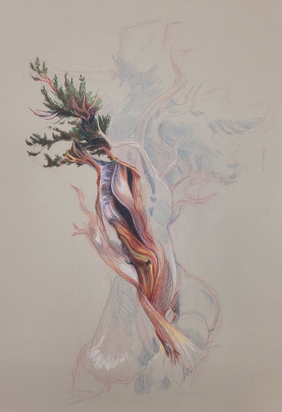 Colored Pencil Drawing