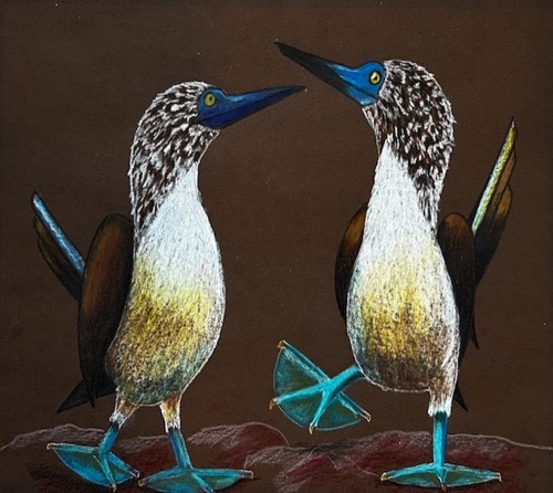 Pastel Blue Footed Boobies