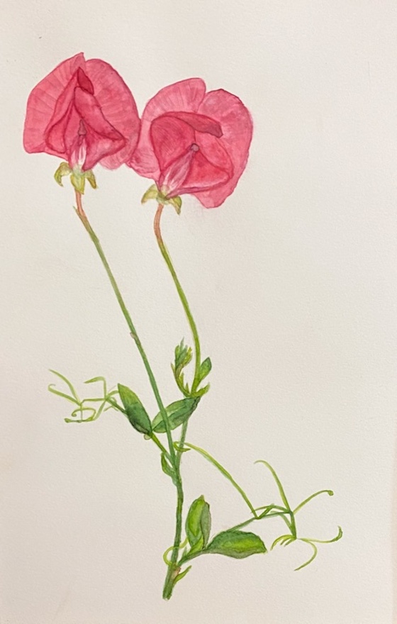 Melissa Wafer, adult (5)