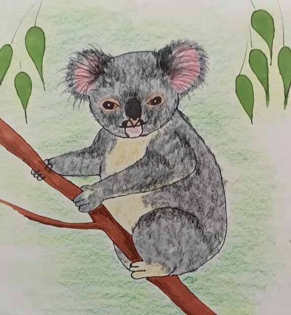 koala marker and pastel drawing